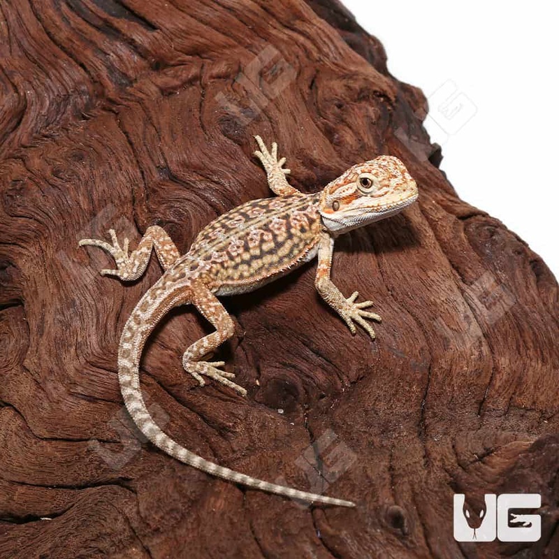 Citrus Dunner Leatherback Bearded Dragons For Sale