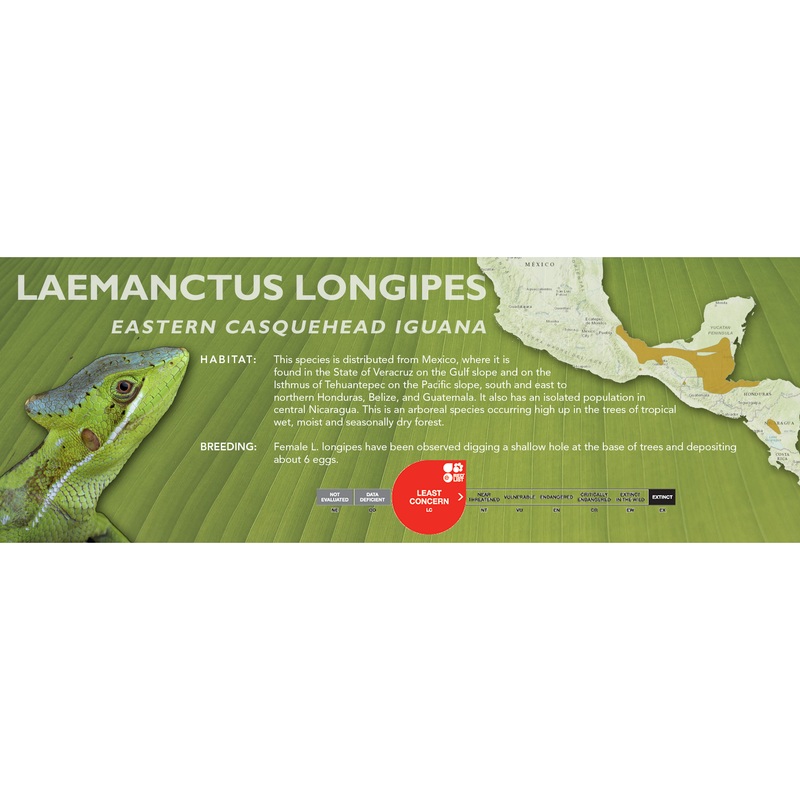 Eastern Casquehead Iguana (Laemanctus longipes) Classic Vivarium Label