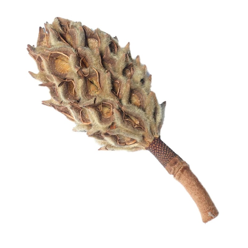 Magnolia Pod
