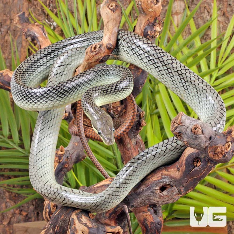 “Platinum” Red Tail Green Ratsnake For Sale
