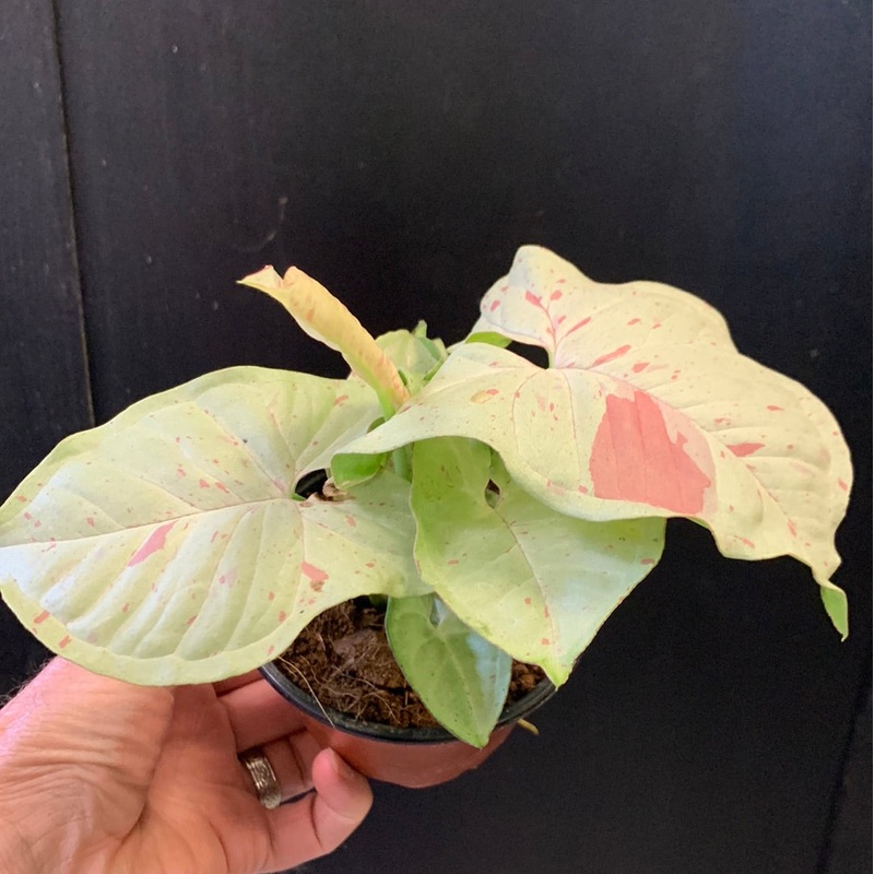 Syngonium Milk Confetti