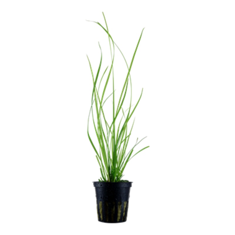 Tropica Cyperus helferi – Potted