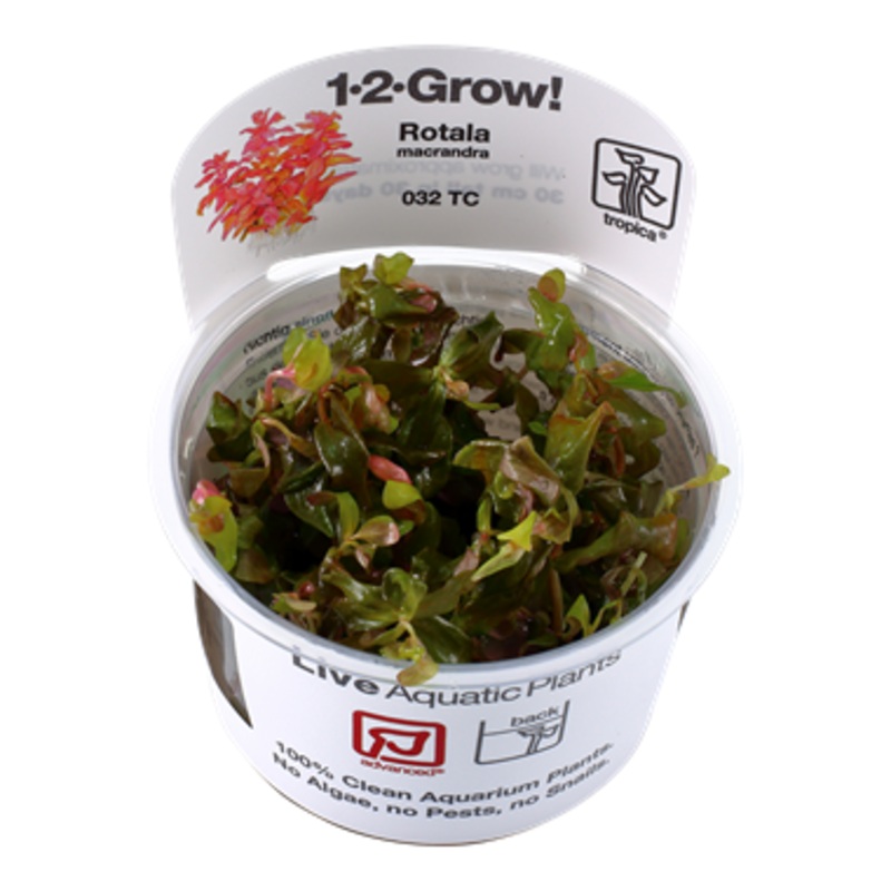 Tropica Rotala macandra 1-2-Grow