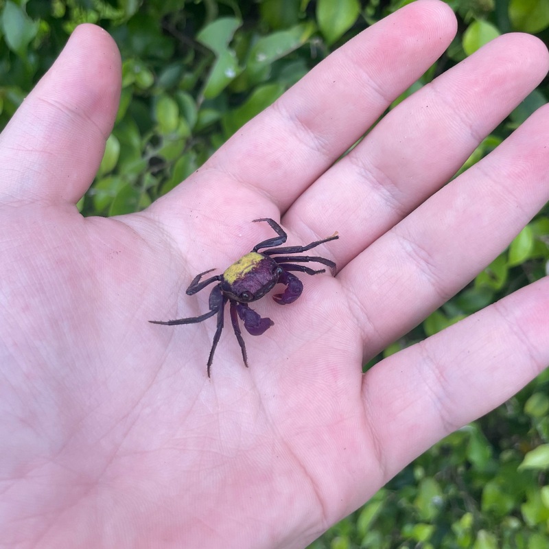 Vampire Crab