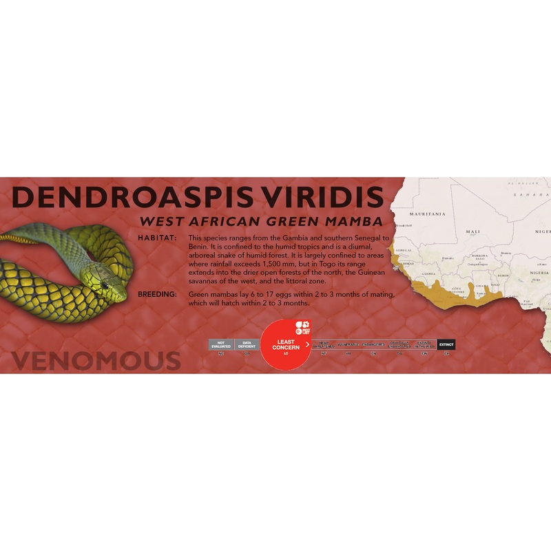 West African Green Mamba (Dendroaspis viridis) Classic Vivarium Label Original