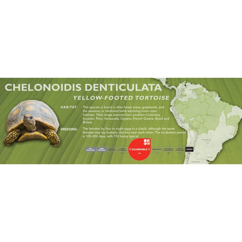 Yellow-Footed Tortoise (Chelonoidis denticulata) – Classic Vivarium Label