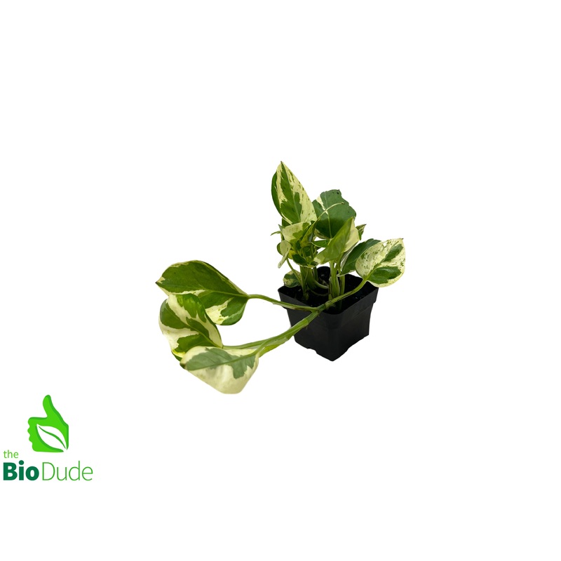 3″ Pot Pothos-N Joy