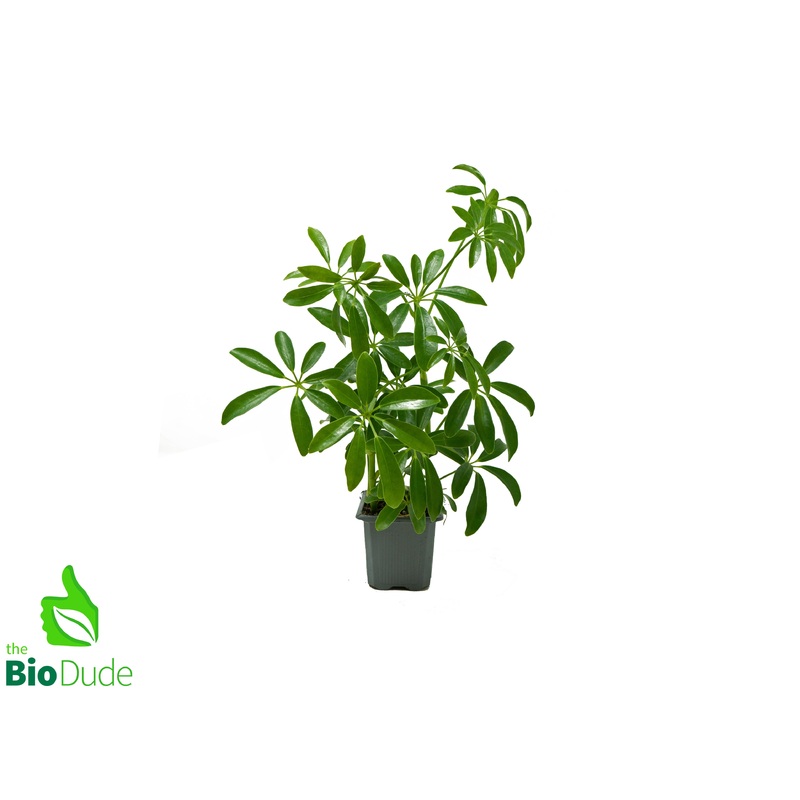 3″ Pot Schefflera Arboricola