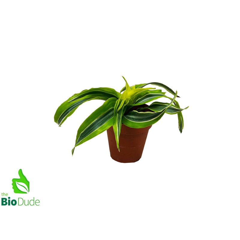 4″ Pot Dracaena Lemon Surprise