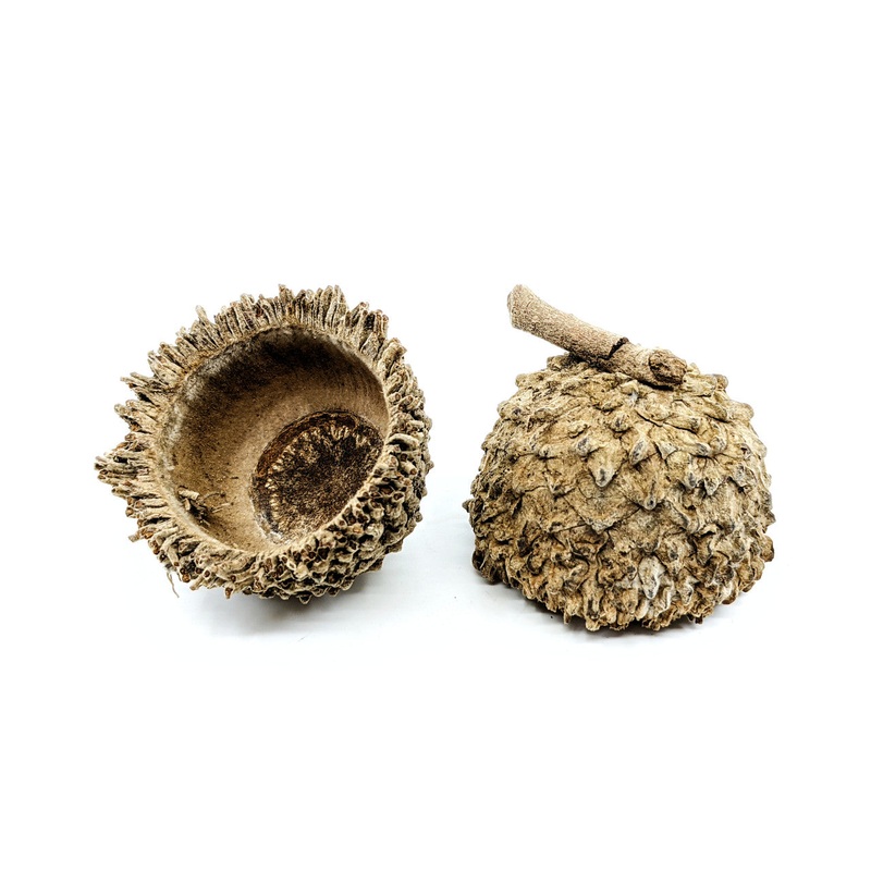 Acorn Cap