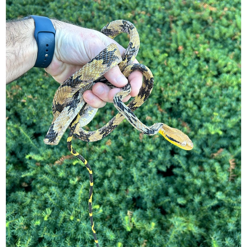 Adult Malaysian Dog-Toothed Cat Snake (Female 1)
