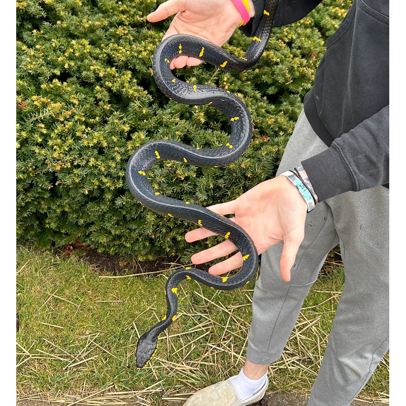 Adult Reduced Patterned Malaysian Mangrove Snake (Male)