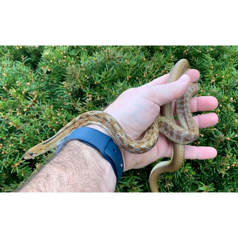 Adult Trinket Ratsnake (Male 1)