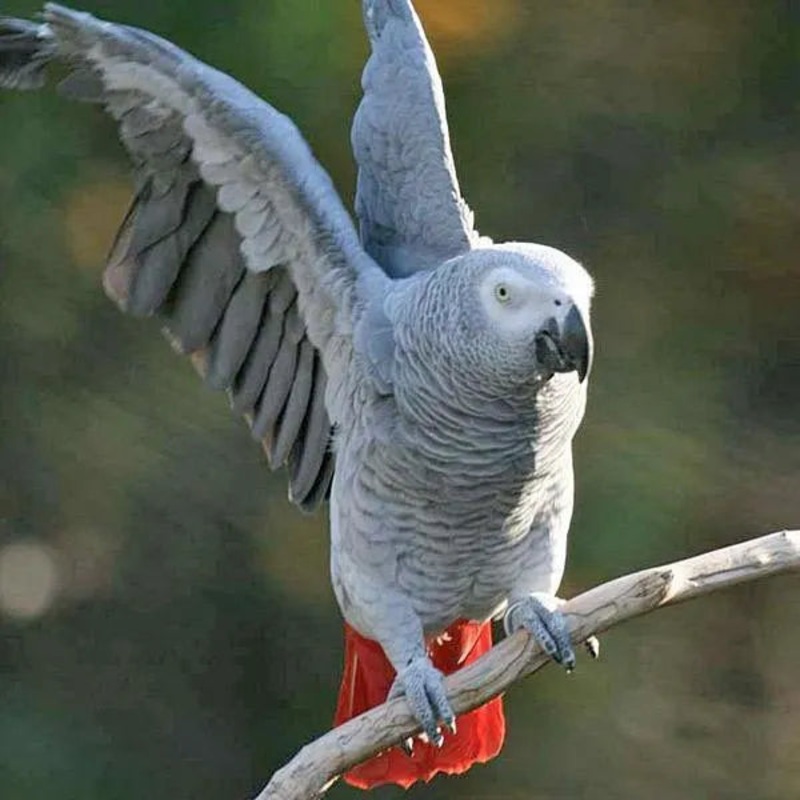 African Grey Parrot