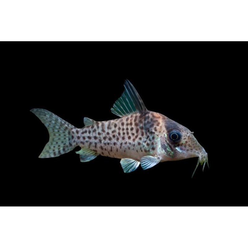 Agassiz’s Cory Cat