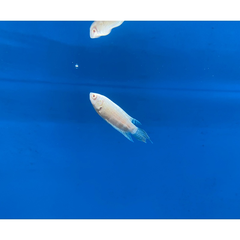 Albino Paradise Gourami