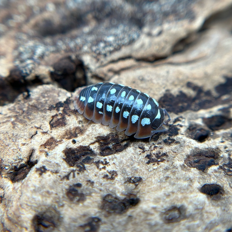 Armadillidium klugii (dubrovnik)