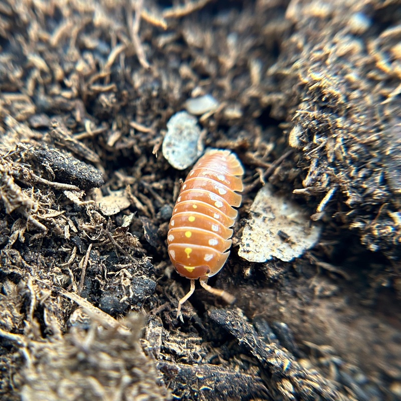 Armadillidium klugii montenegro (orange clown)