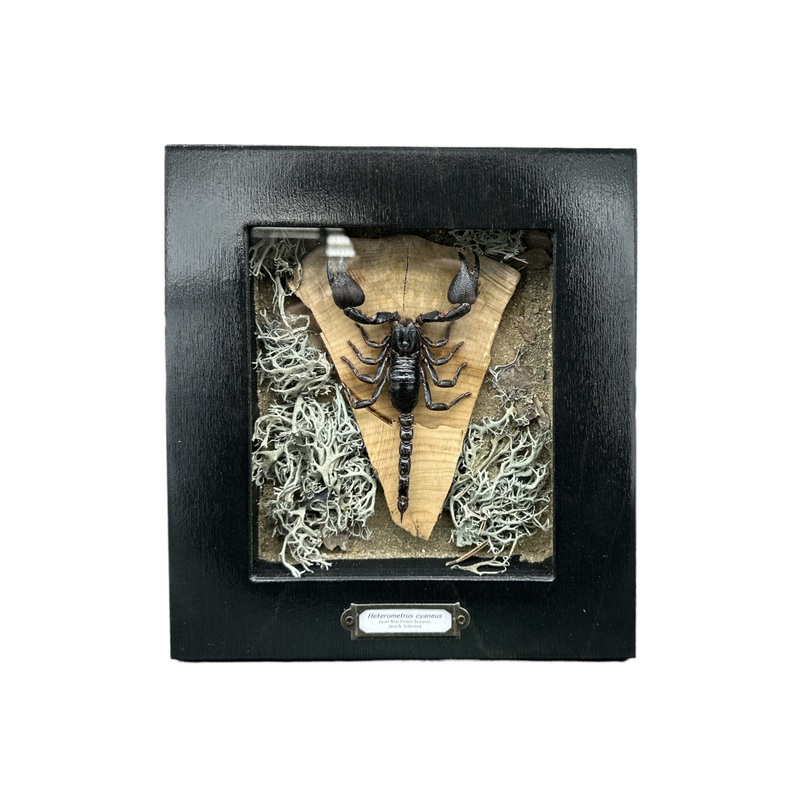 Asian Blue Forest Scorpion (Heterometrus cyaneus) – 5×6″ Frame