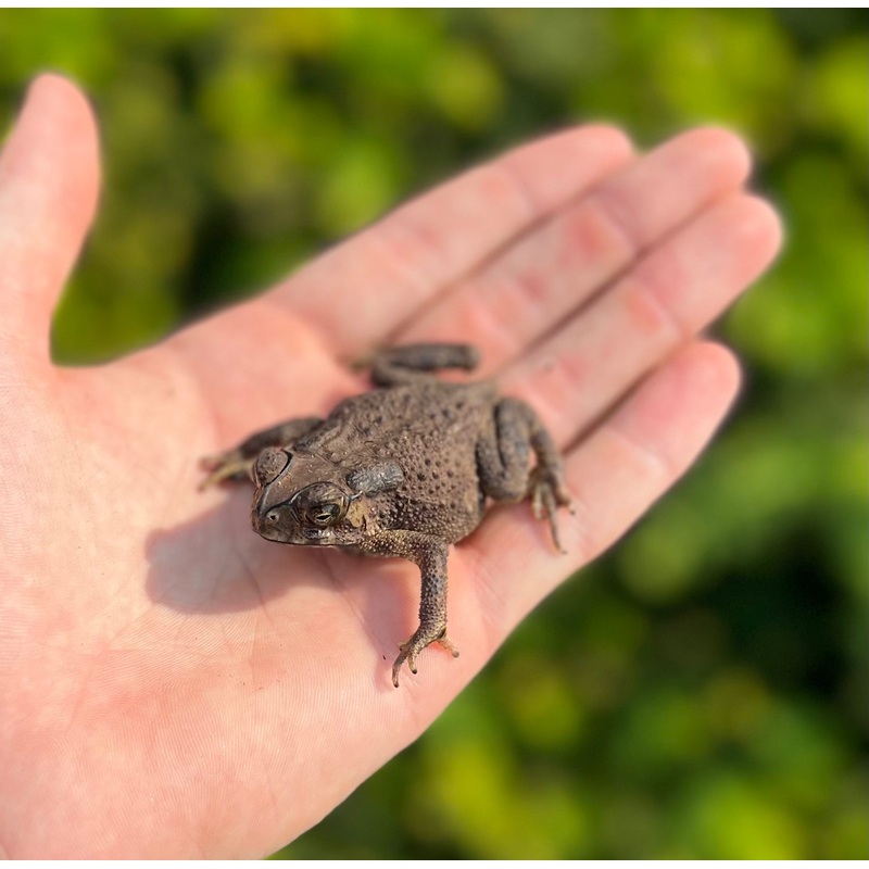 Asian Spiny Toad