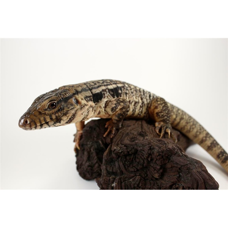 CB Argentinian Red Tegu – Female