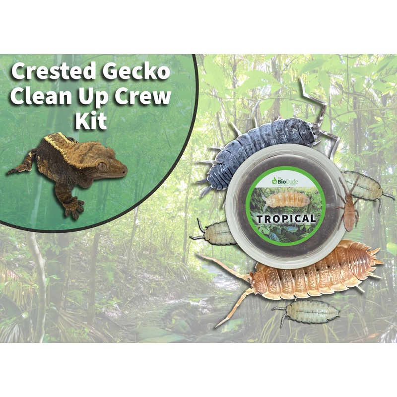 Crested Gecko Clean Up Crew Pack  FREE SHIPPING 12″x12″x18″ – 18″x18″x24″
