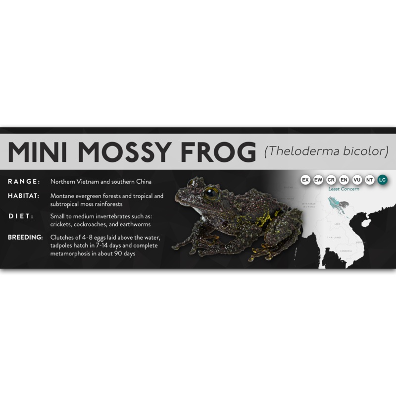 Mini Mossy Frog (Theloderma bicolor) – X Label Laminated Paper