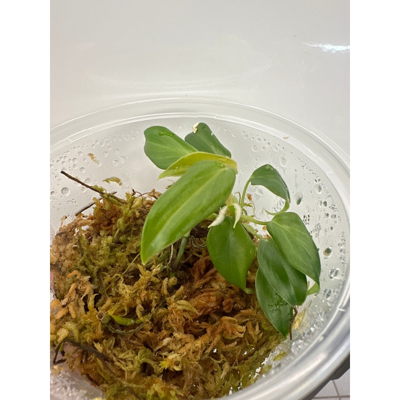 Philodendron Sp. ‘Tarapoto’ Peru