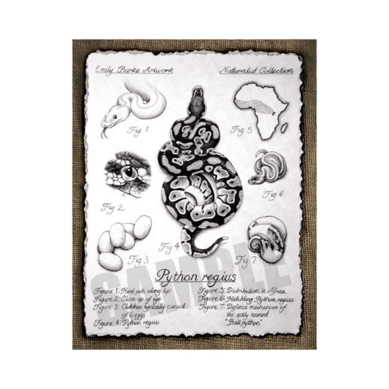 Python Regius Print – Emily Burke