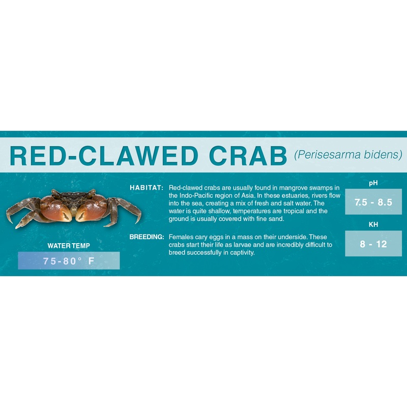 Red-Clawed Crab (Perisesarma bidens) – Classic Aquarium Label Standard Size (7″x 2.5″)