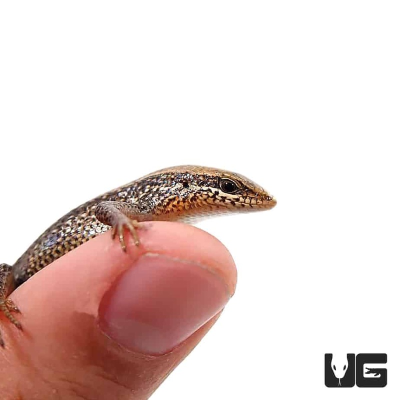 Red Garden Skinks For Sale