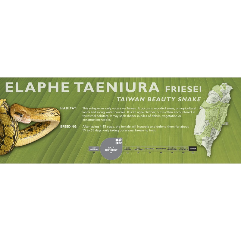 Taiwan Beauty Snake (Elaphe taeniura friesei) Classic Vivarium Label