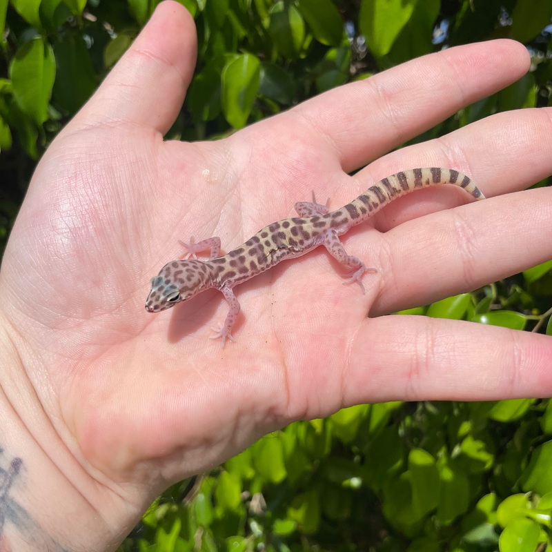 Western banded gecko Male
