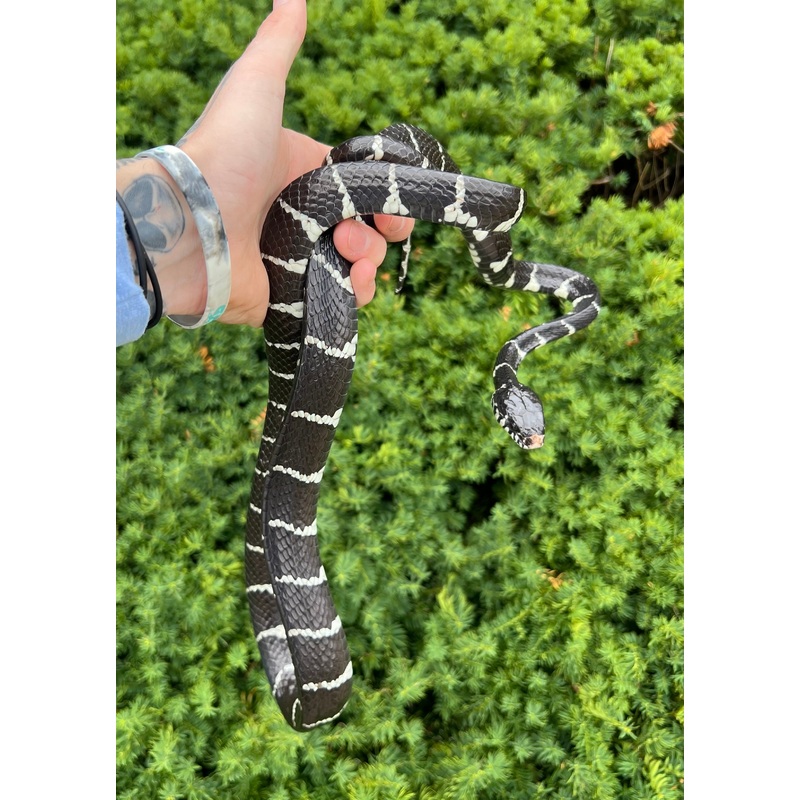 Adult Axanthic Indonesian Mangrove Snake Male