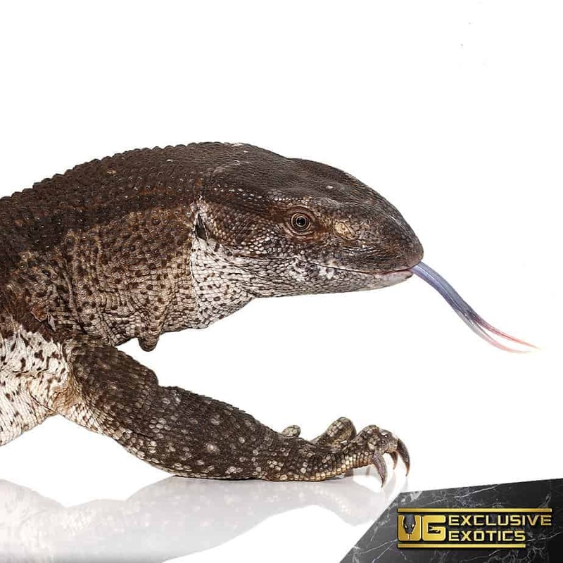 Adult Female White Throat Monitor