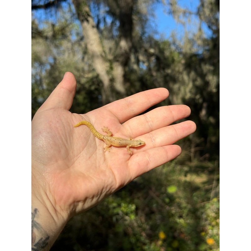Adult Hawaiian Mourning Gecko