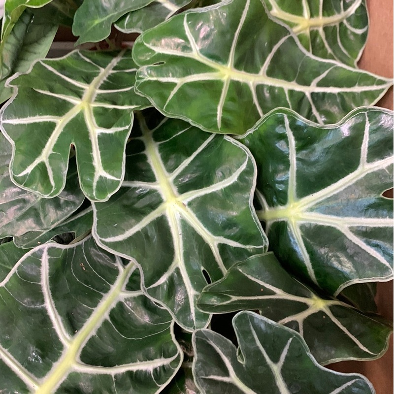 Alocasia Assorted