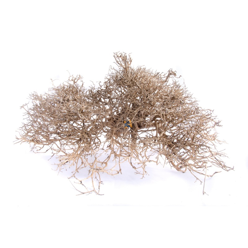 Aquaglobe Caspian Wood