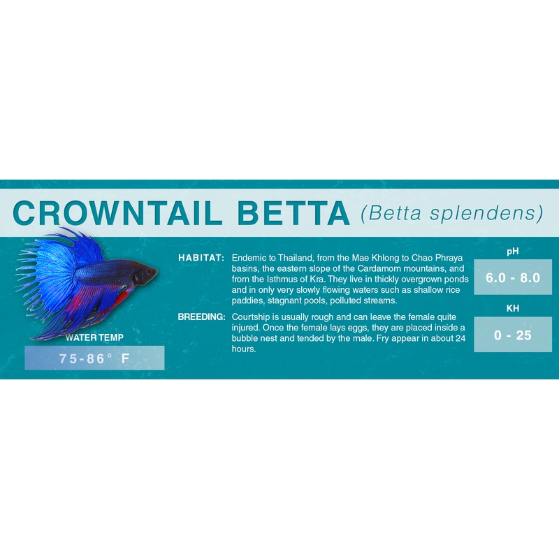 Betta Fish (Betta splendens) – Classic Aquarium Label Crowntail (Blue) Standard Size (7″x 2.5″)