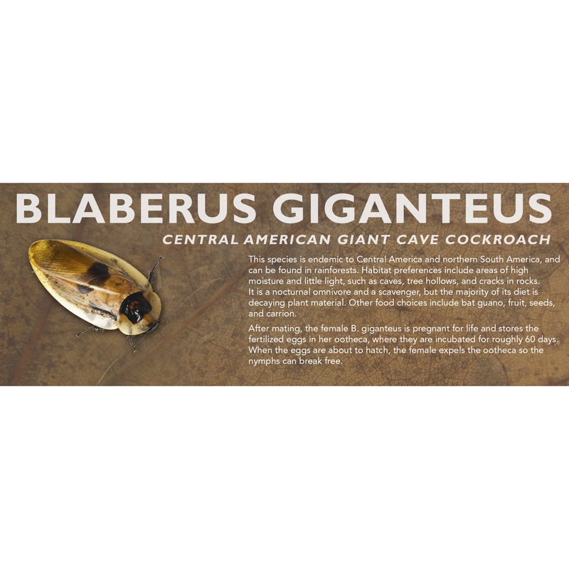 Blaberus giganteus (Central American Giant Cave Cockroach) – Roach Label Standard Size 7″ x 2.5″