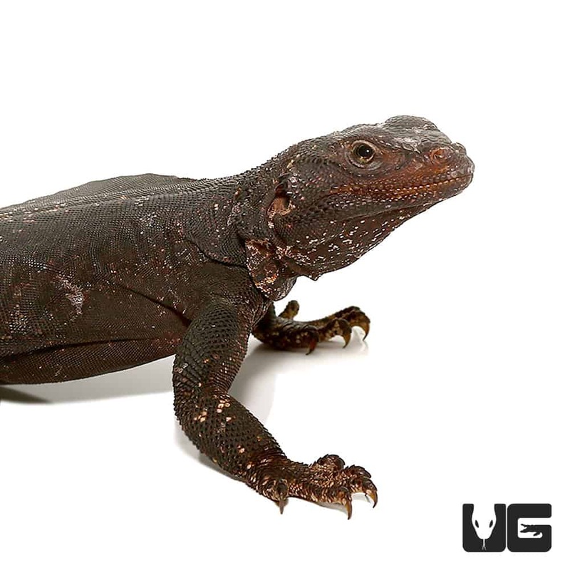 Black And White Chuckwalla