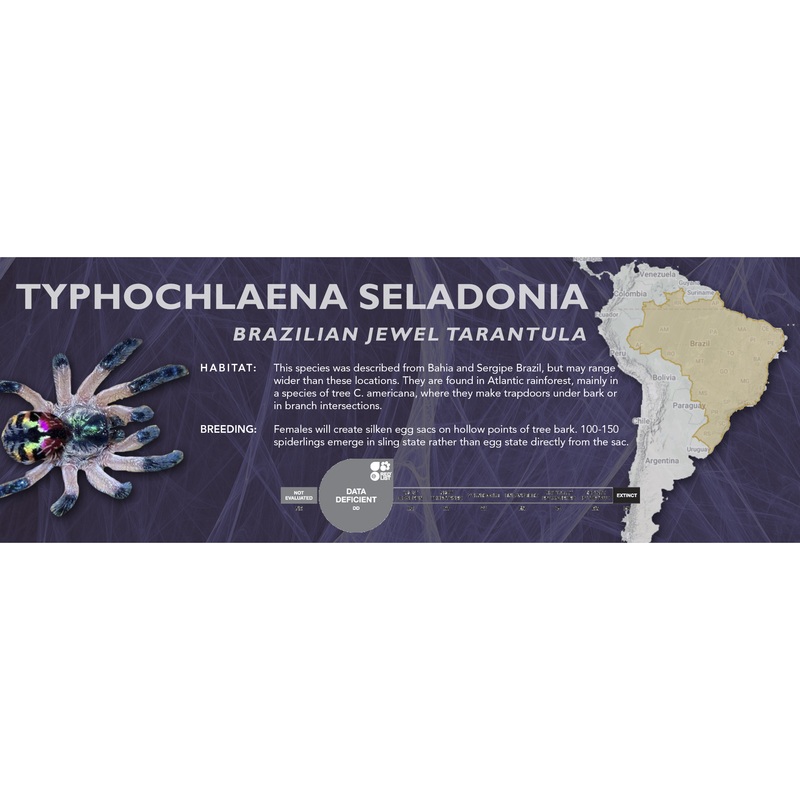 Brazilian Jewel Tarantula (Typhochlaena seladonia) – Classic Vivarium Label