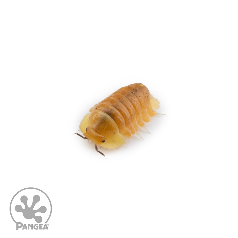 Cubaris sp.  Blonde Rubber Ducky Isopods 5 Count