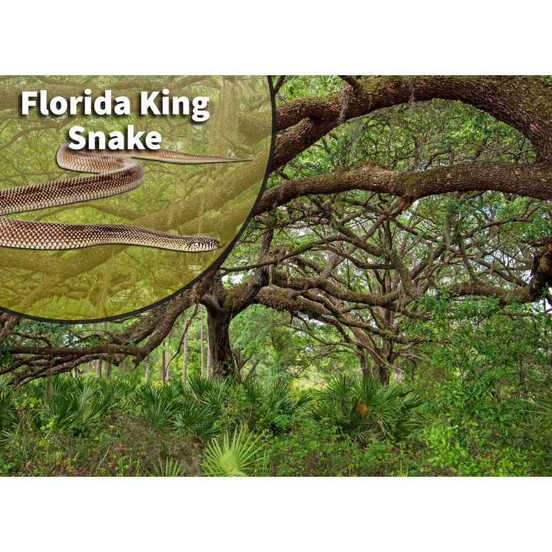 Florida King Snake (Lampropeltis getula floridana) Bioactive Vivarium Kit 10 gallon
