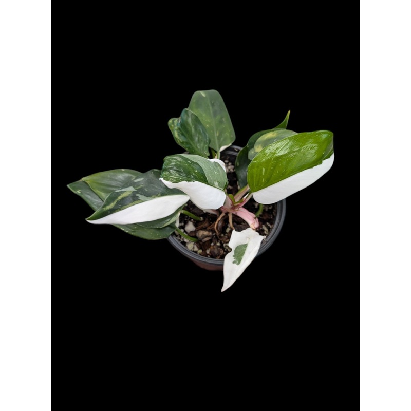 Philodendron White Princess 4 pot