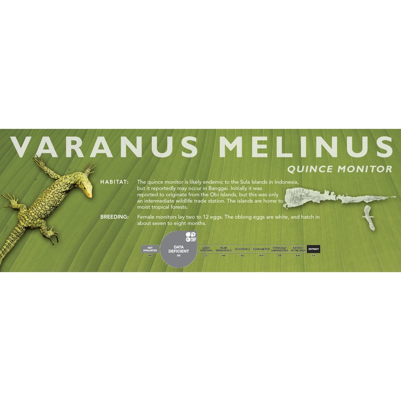 Quince Monitor (Varanus melinus) Classic Vivarium Label