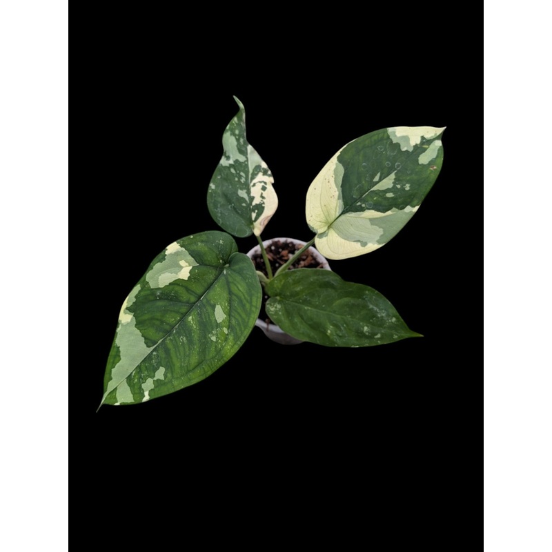 Syngonium chiapense variegated Variegated Small