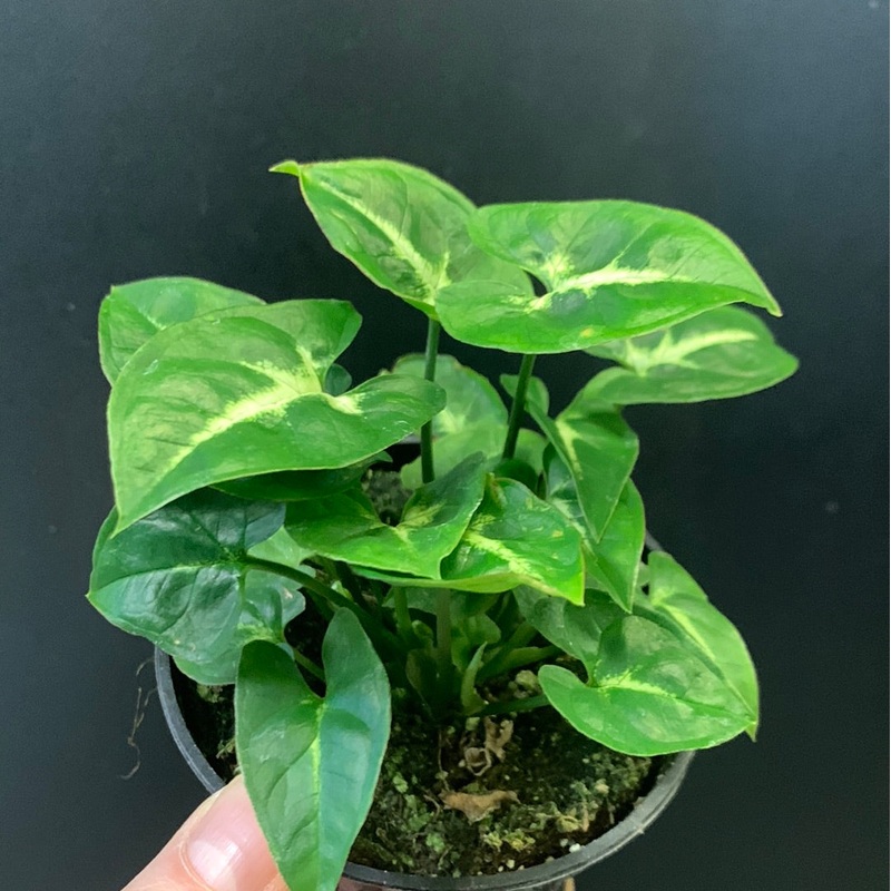 Syngonium Pixie 3.4″/4″ Pot All Green