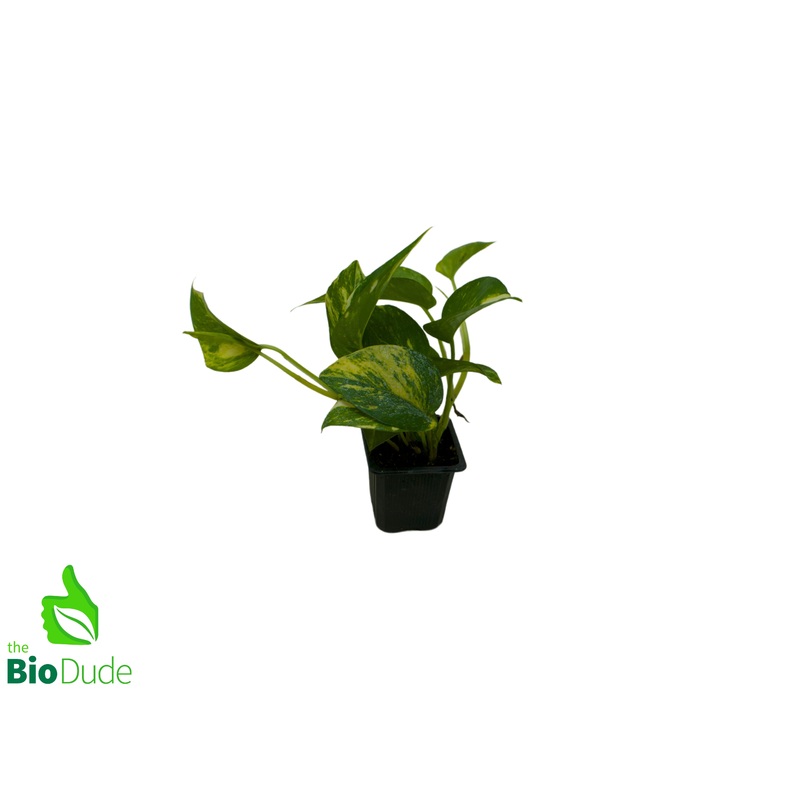 3″ Pot Pothos Golden