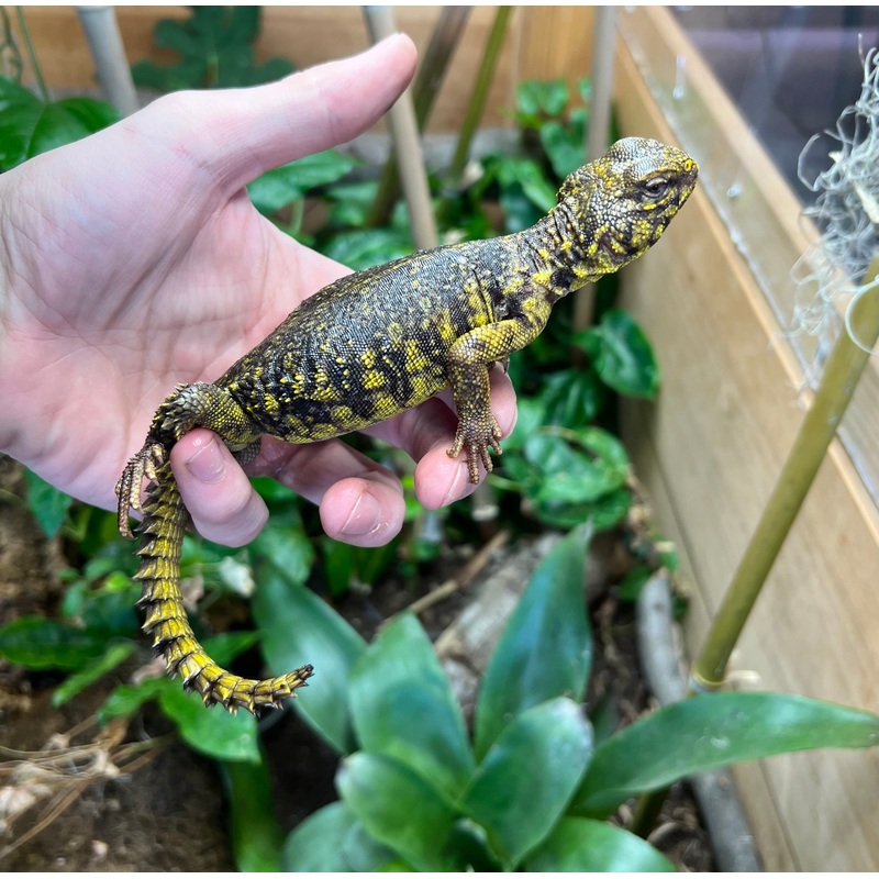 Adult Yellow Uromastyx